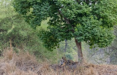 Male tiger (Panthera tigris) walking on jungle road with natural green background of Bandhavgarh...