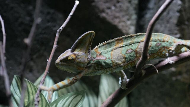 Footage of Veiled chameleon on tree branches