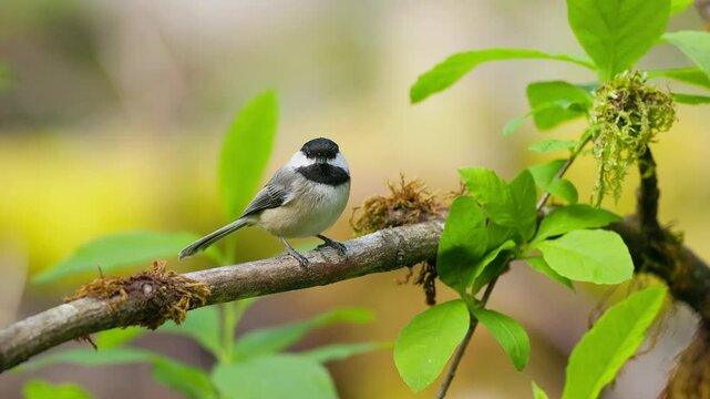 Black-capped chickadee (Poecile atricapillus) briefly resting on a branch before taking flight, captured in a still moment with soft background