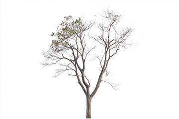 Obraz premium A solitary, leafless tree stands against a white backdrop, symbolizing resilience and solitude