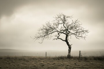 A solitary, leafless tree stands in a misty landscape, evoking a sense of solitude and calm