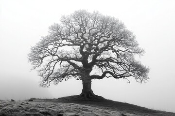 A solitary, leafless tree stands on a foggy hilltop, evoking a sense of isolation and tranquility