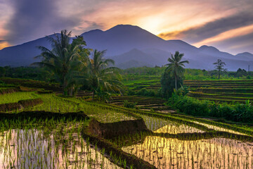 Naklejka premium Beautiful morning view indonesia Panorama Landscape paddy fields with beauty color and sky natural light