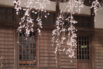 桜　2025