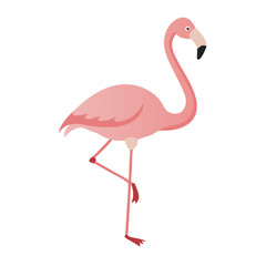 Flamingo: The Elegant Pink Wader