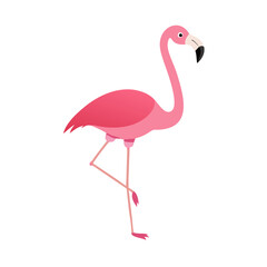 Flamingo: The Elegant Pink Wader