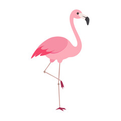 Flamingo: The Elegant Pink Wader