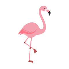 Flamingo: The Elegant Pink Wader