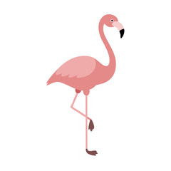 Flamingo: The Elegant Pink Wader