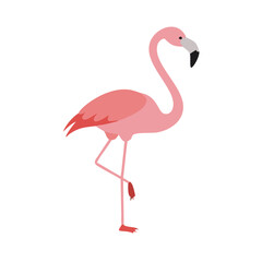 Flamingo: The Elegant Pink Wader