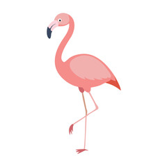 Fototapeta premium Flamingo: The Elegant Pink Wader