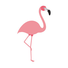 Flamingo: The Elegant Pink Wader