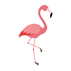 Flamingo: The Elegant Pink Wader