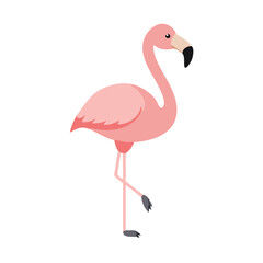 Flamingo: The Elegant Pink Wader