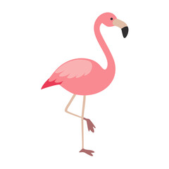 Flamingo: The Elegant Pink Wader