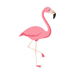 Flamingo: The Elegant Pink Wader
