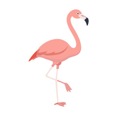 Flamingo: The Elegant Pink Wader