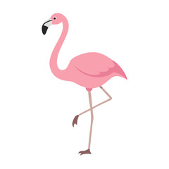 Flamingo: The Elegant Pink Wader