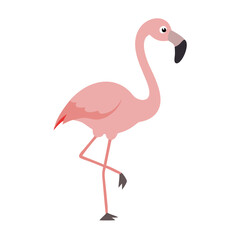 Flamingo: The Elegant Pink Wader