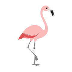 Flamingo: The Elegant Pink Wader