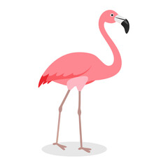 Flamingo: The Elegant Pink Wader