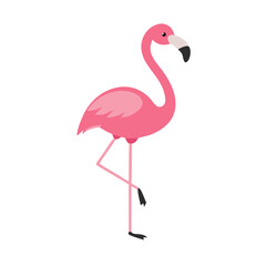Flamingo: The Elegant Pink Wader