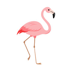 Flamingo: The Elegant Pink Wader
