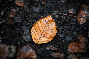 A solitary orange leaf resting on wet dark soil amidst scattered autumn foliage