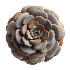 Close-up of a Dusty Miller Succulent, Showing Detailed Texture and Color Variations