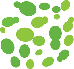 watermeal  or Wolffia globosa plant water illustration