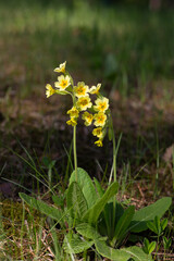 Primula veris is a herbaceous perennial flowering plant in the primrose family Primulaceae. The species is native throughout most of temperate Europe