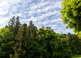 Obraz premium 野山に咲いた藤の花