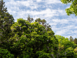 野山に咲いた藤の花