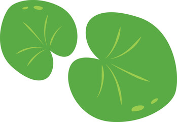 common duckweed or lesser duckweed Leaves Illustration