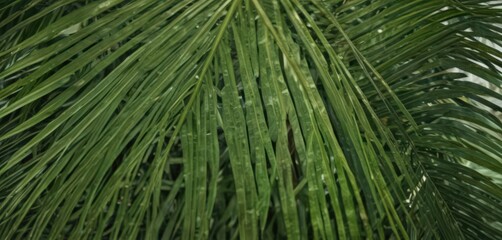 Intricate veins, close-up of a lush green palm leaf ,  photography,  exotic,  texture