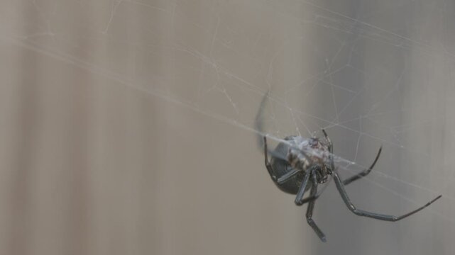 A black Widow Rolling up a Ant
