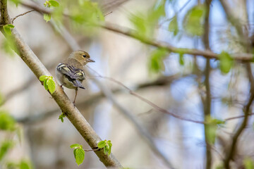 Common Chaffinch (Fringilla coelebs) on a branch in the forest
