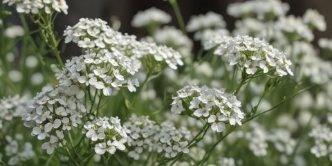 Delicate gypsophila blooms, tiny white petals, close-up view ,  summer,  image,  wedding