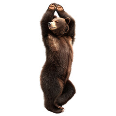 A bear stands on its hind legs, stretching its front paws upward in a serene forest setting illuminated by sunlight. Surrounding greenery enhances the tranquil moment