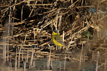 A male of (Motacilla flava) Yellow Wagtail