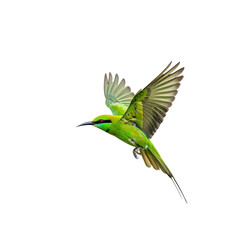 Stock image of green bee eater merops orientalis bird flying black background on transparent background