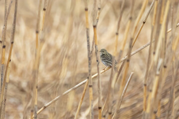 meadow pipit is a very small bird