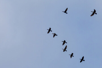 A flock of Black Cormorants flying in blue sky.