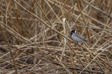 Wildlife shot of Common Reed Bunting (Emberiza schoeniclus) on the grass