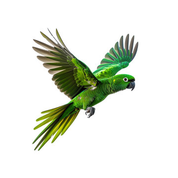 Flying green parrot amazon parrot pet bird exotic bird wildlife photography on transparent background