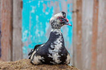 Fototapeta premium A black muscovy duck with white feathers rests peacefully on the straw. Its head is turned in profile.