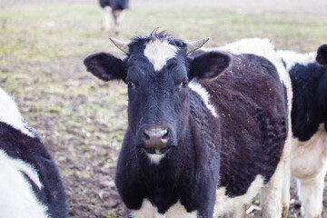 A close-up of a black and white cow with a white spot on its muzzle against the background of a herd.