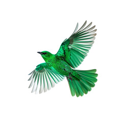 Isolated emerald bird flying wings spread wildlife nature avian photography on transparent background