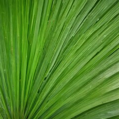 palm leaf texture