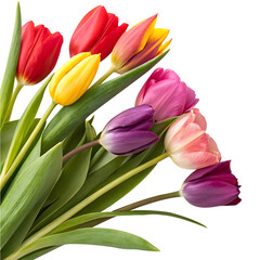 Obraz premium Tulips flowers vibrant color transparent png
